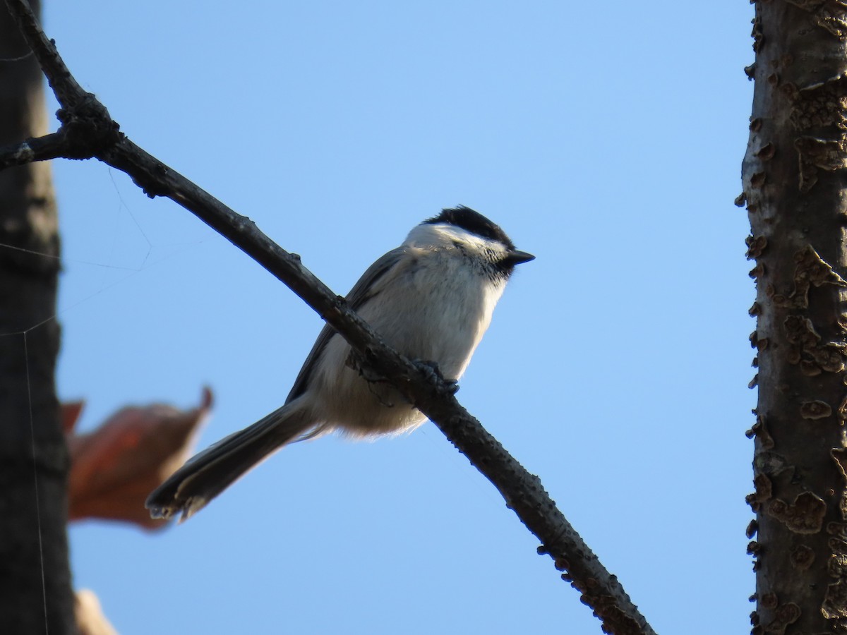 Mésange boréale - ML644508382