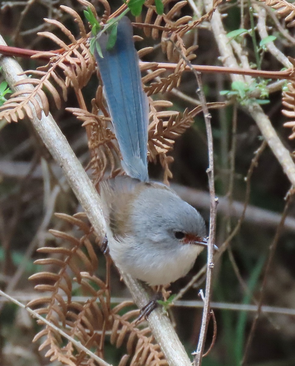 Maluro Elegante - ML644508389