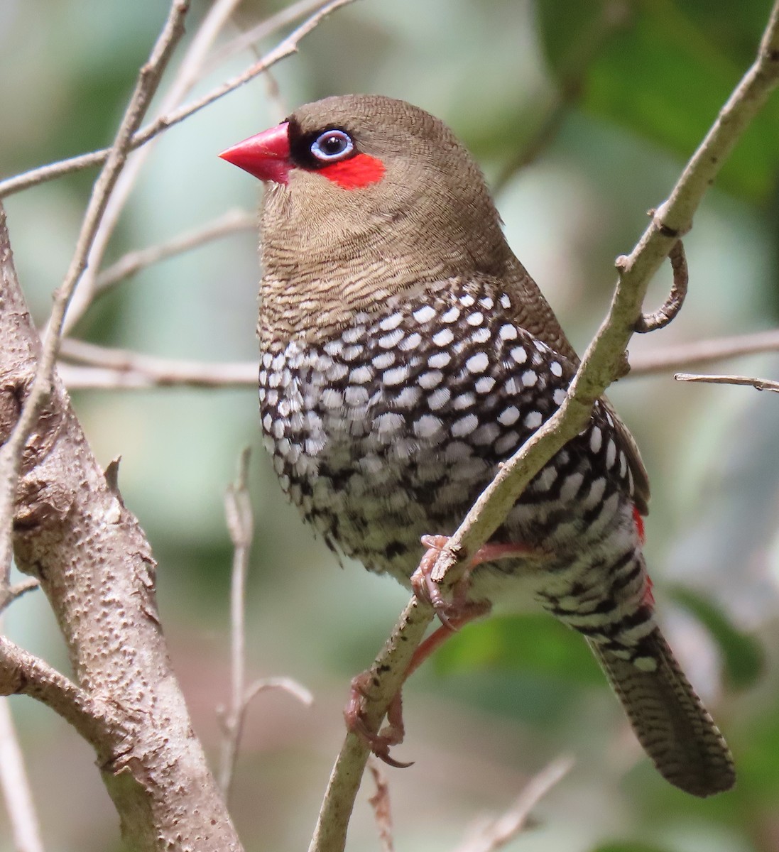 Red-eared Firetail - ML644508392