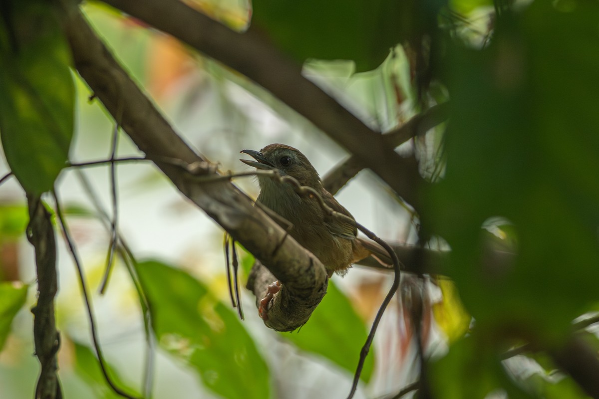 Abbott's Babbler - ML644508397