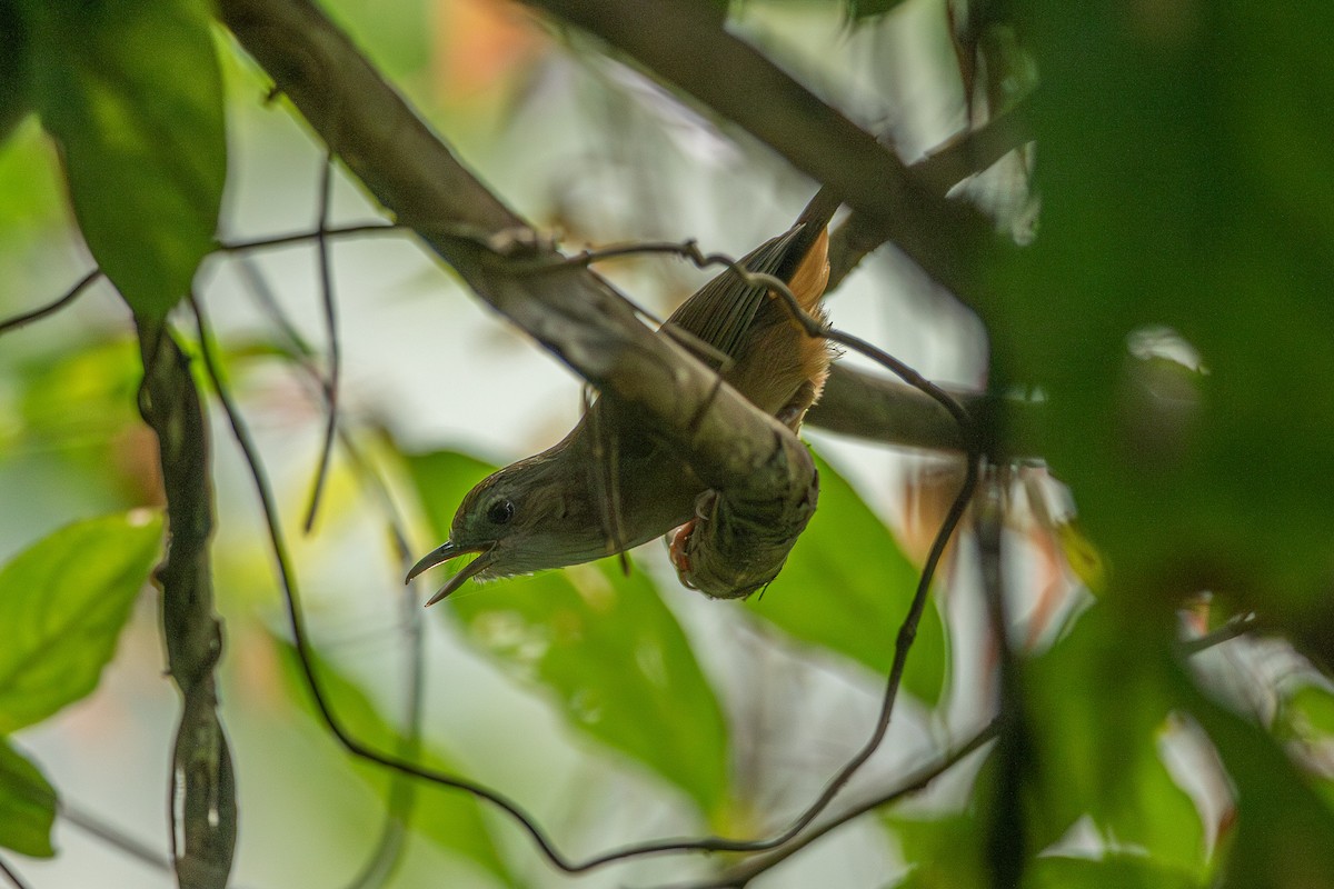 Abbott's Babbler - ML644508398