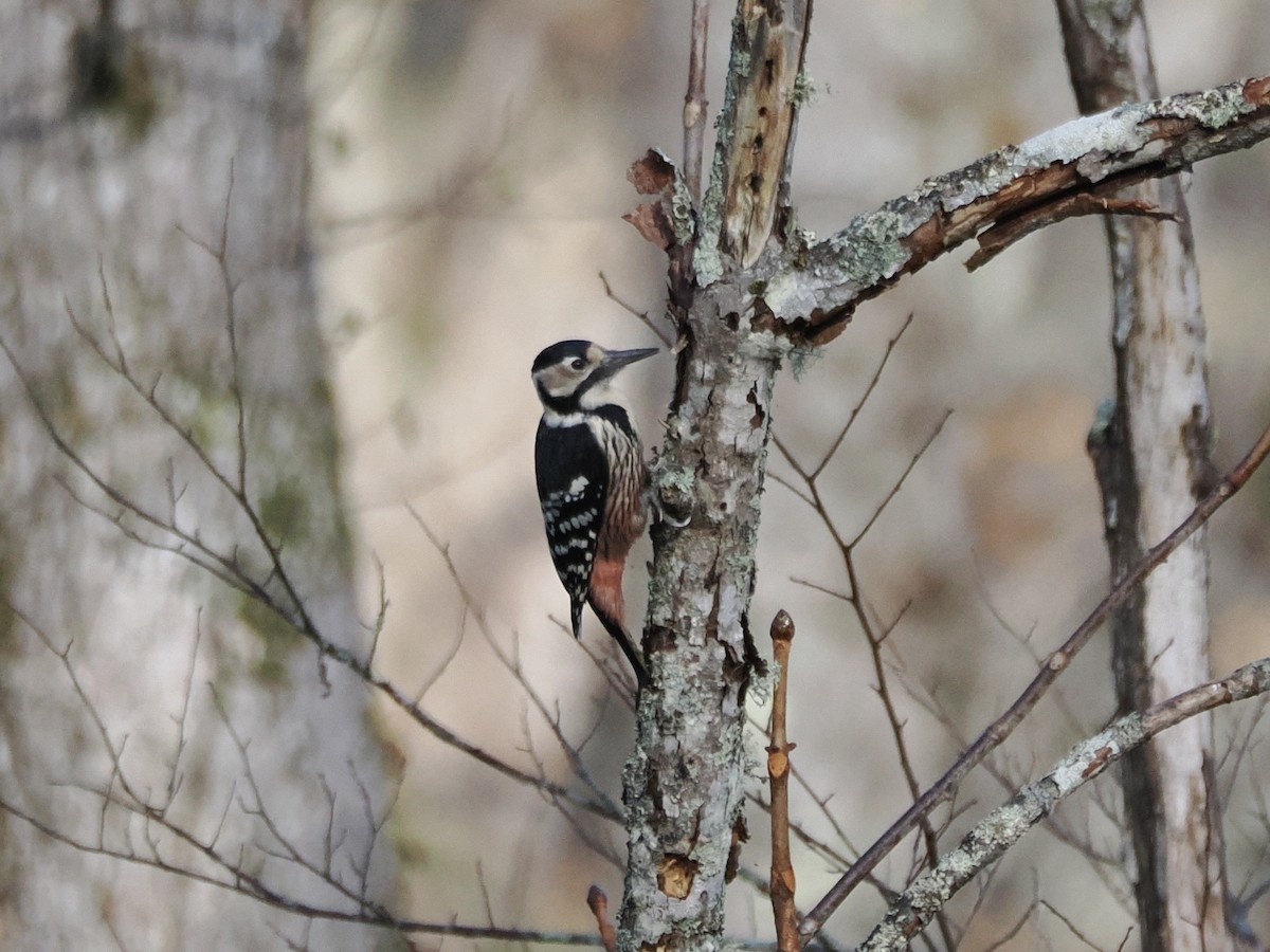 White-backed Woodpecker - ML644508399