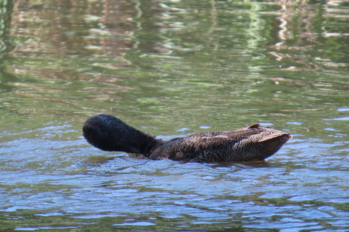 fregneand - ML644508403