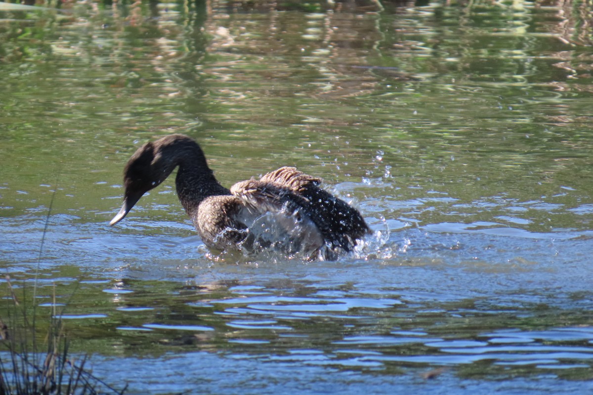 fregneand - ML644508404