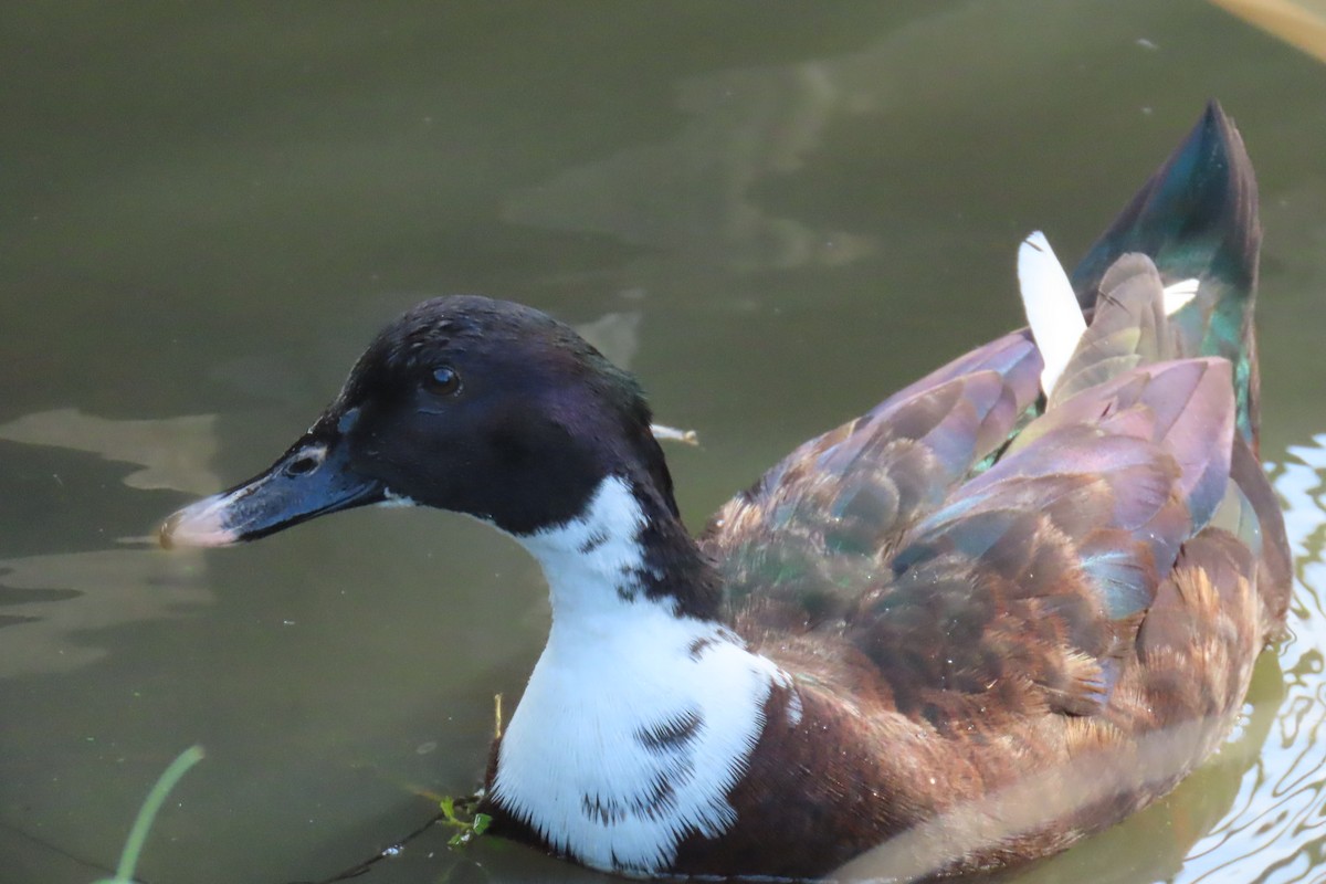 moskusand (domestisert knoppand) - ML644508406