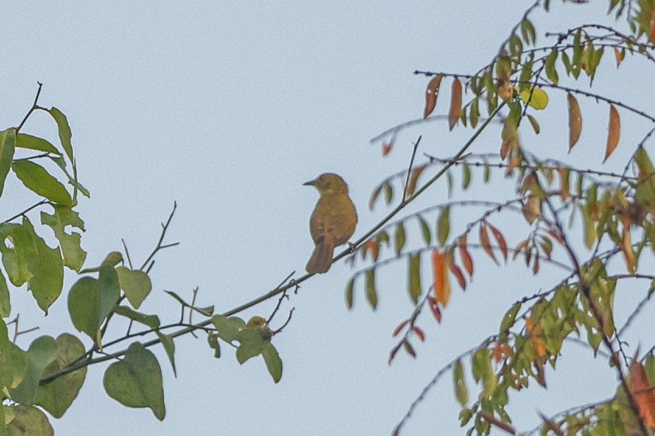 Burma Arapbülbülü - ML644508408