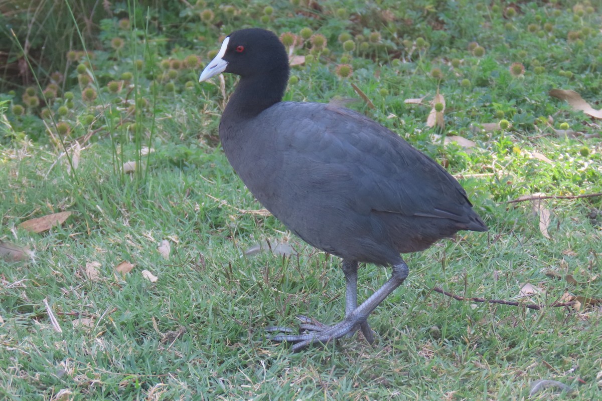 sothøne - ML644508411