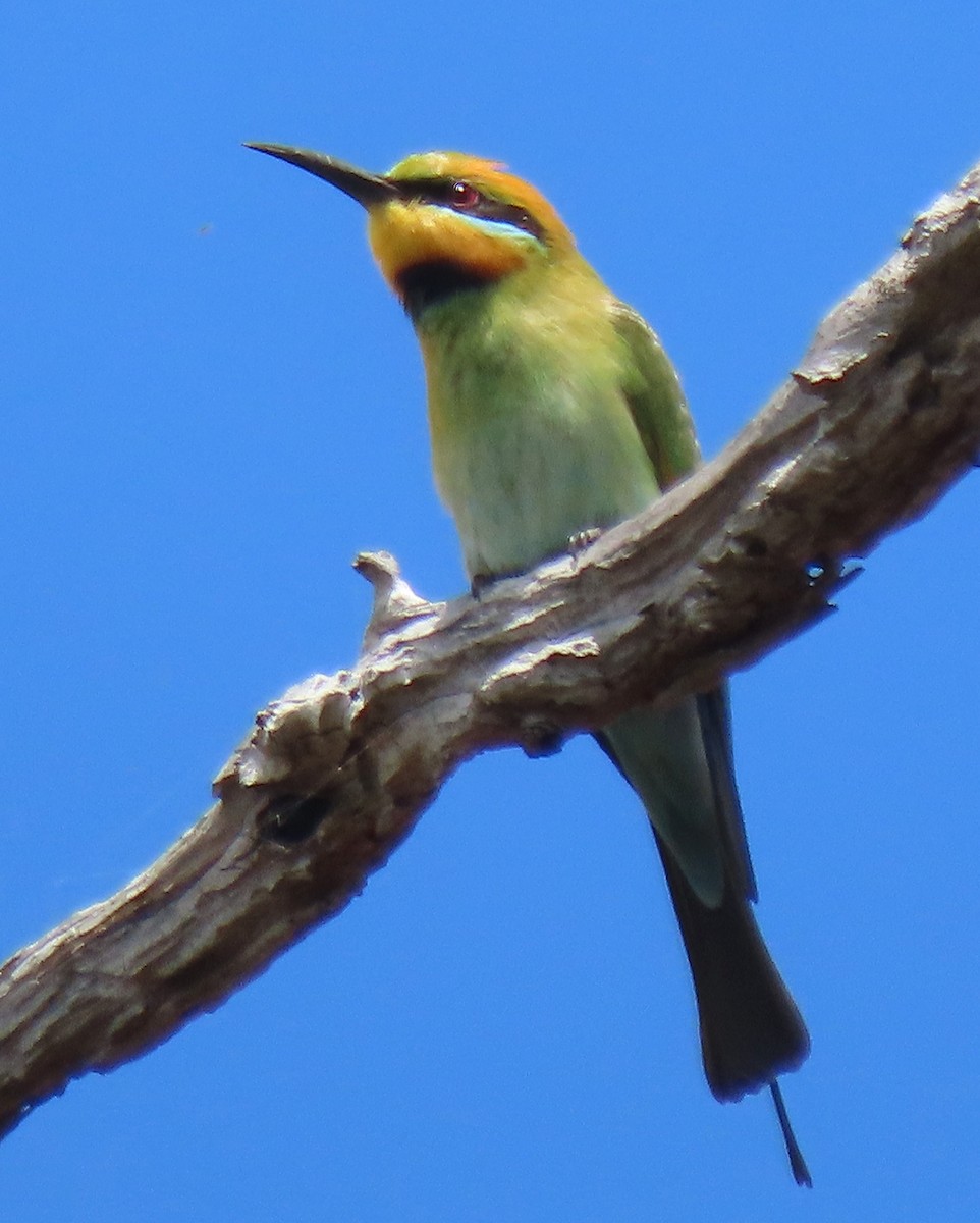 彩虹蜂虎 - ML644508412