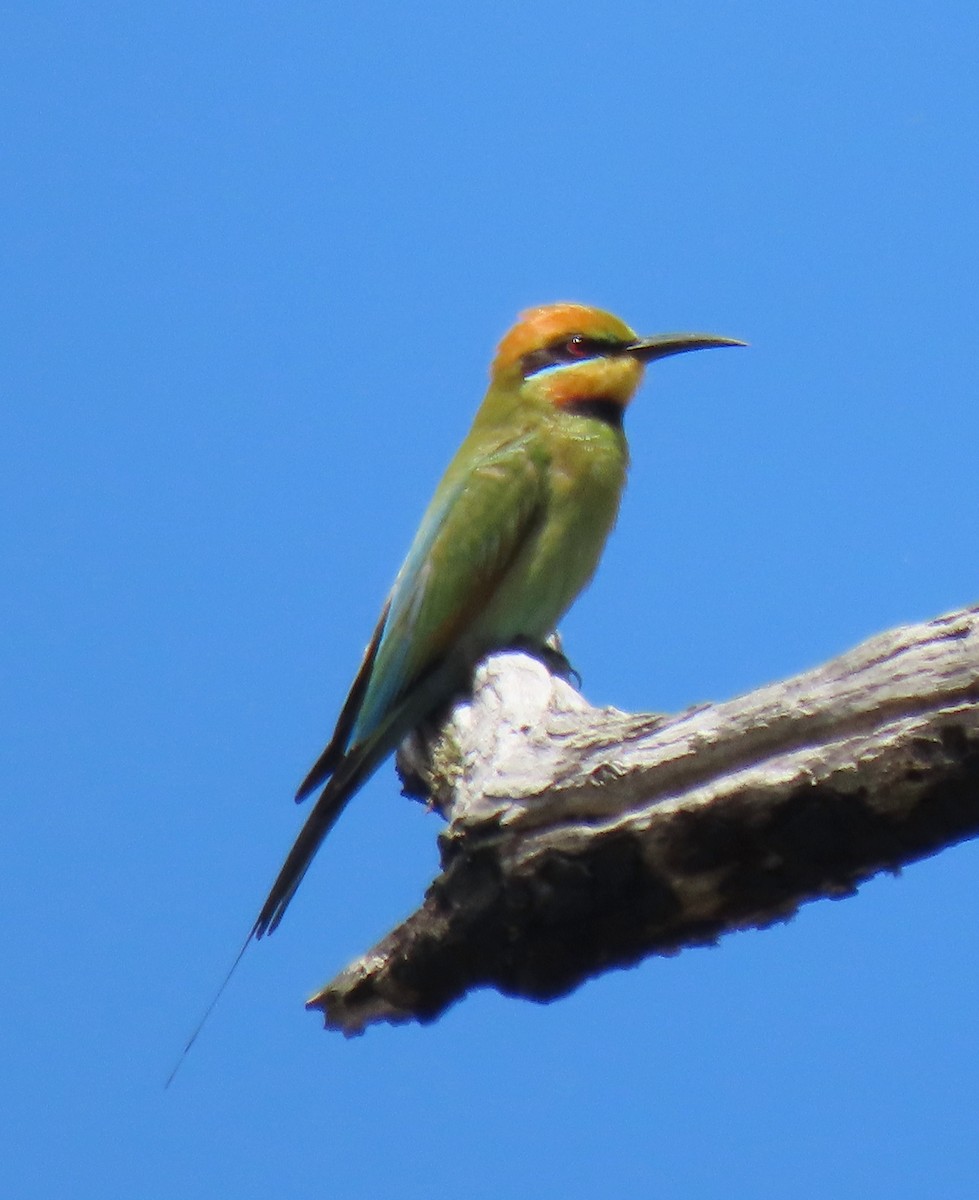 彩虹蜂虎 - ML644508413