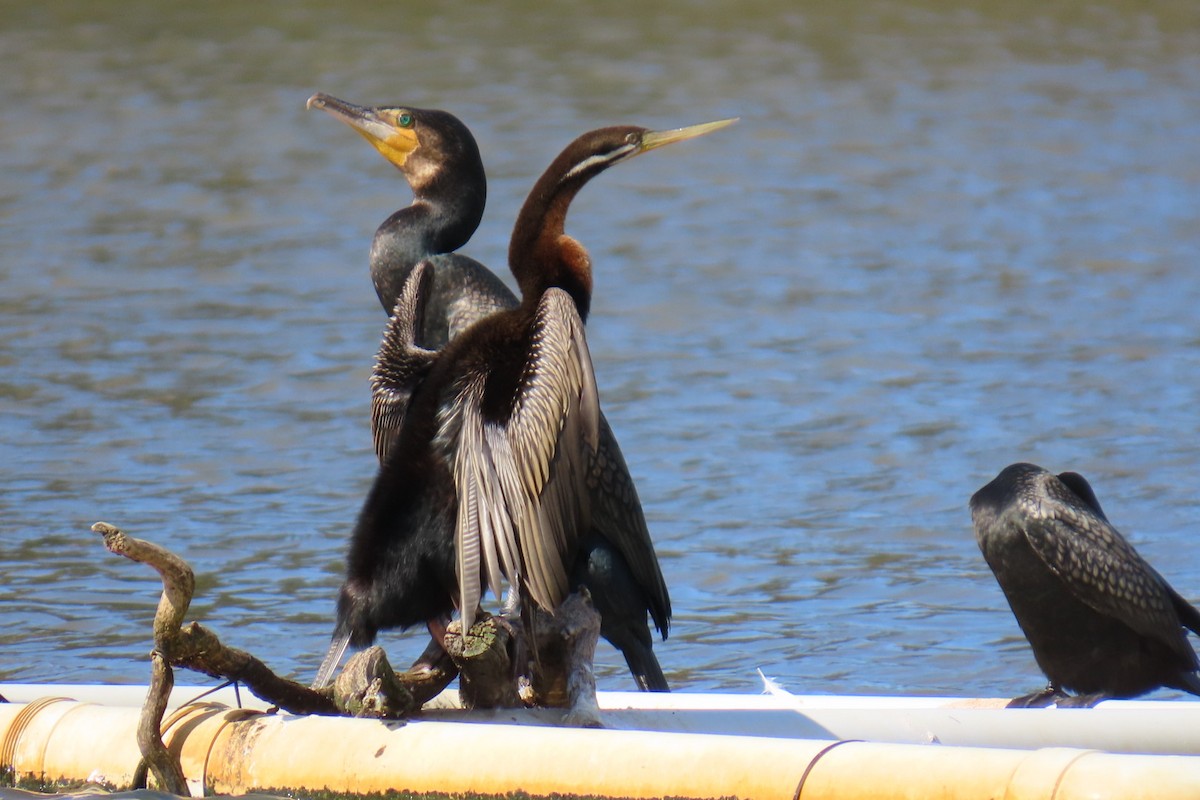 australslangehals - ML644508414