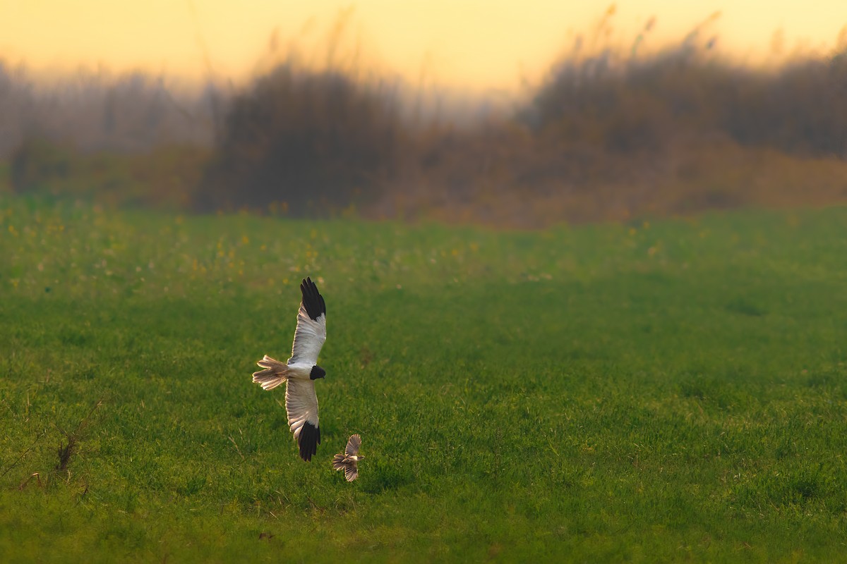 Pied Harrier - ML644508416