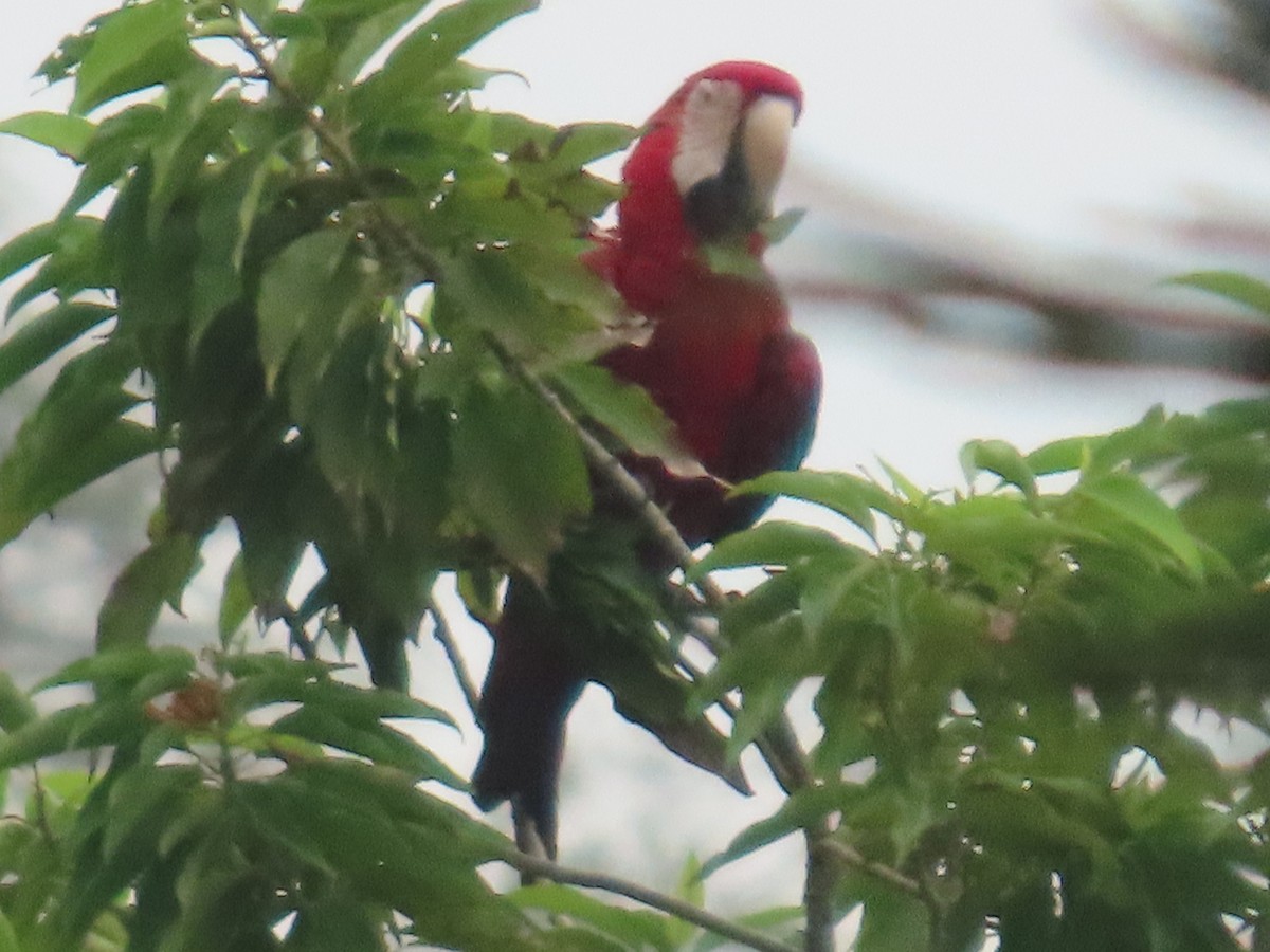 Grünflügelara - ML644508417