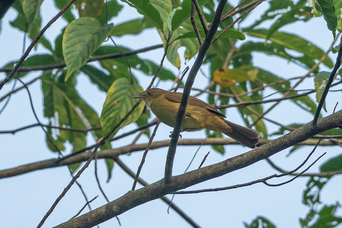 Burma Arapbülbülü - ML644508418