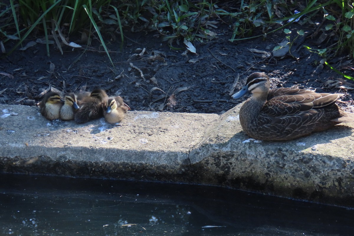 stripeand - ML644508419