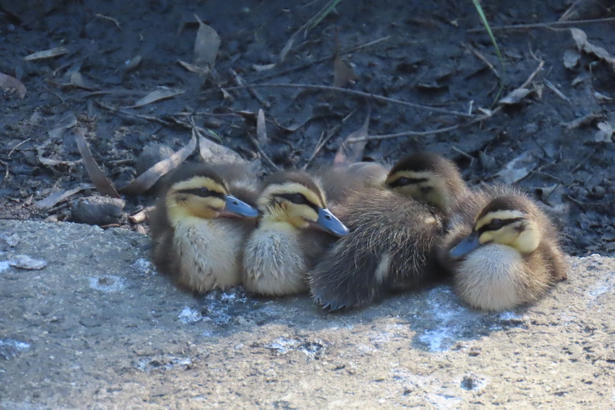 stripeand - ML644508420