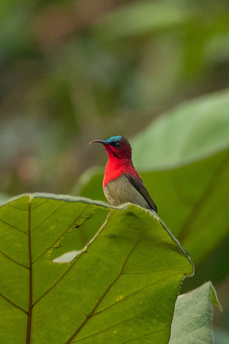 Karmesinnektarvogel - ML644508421