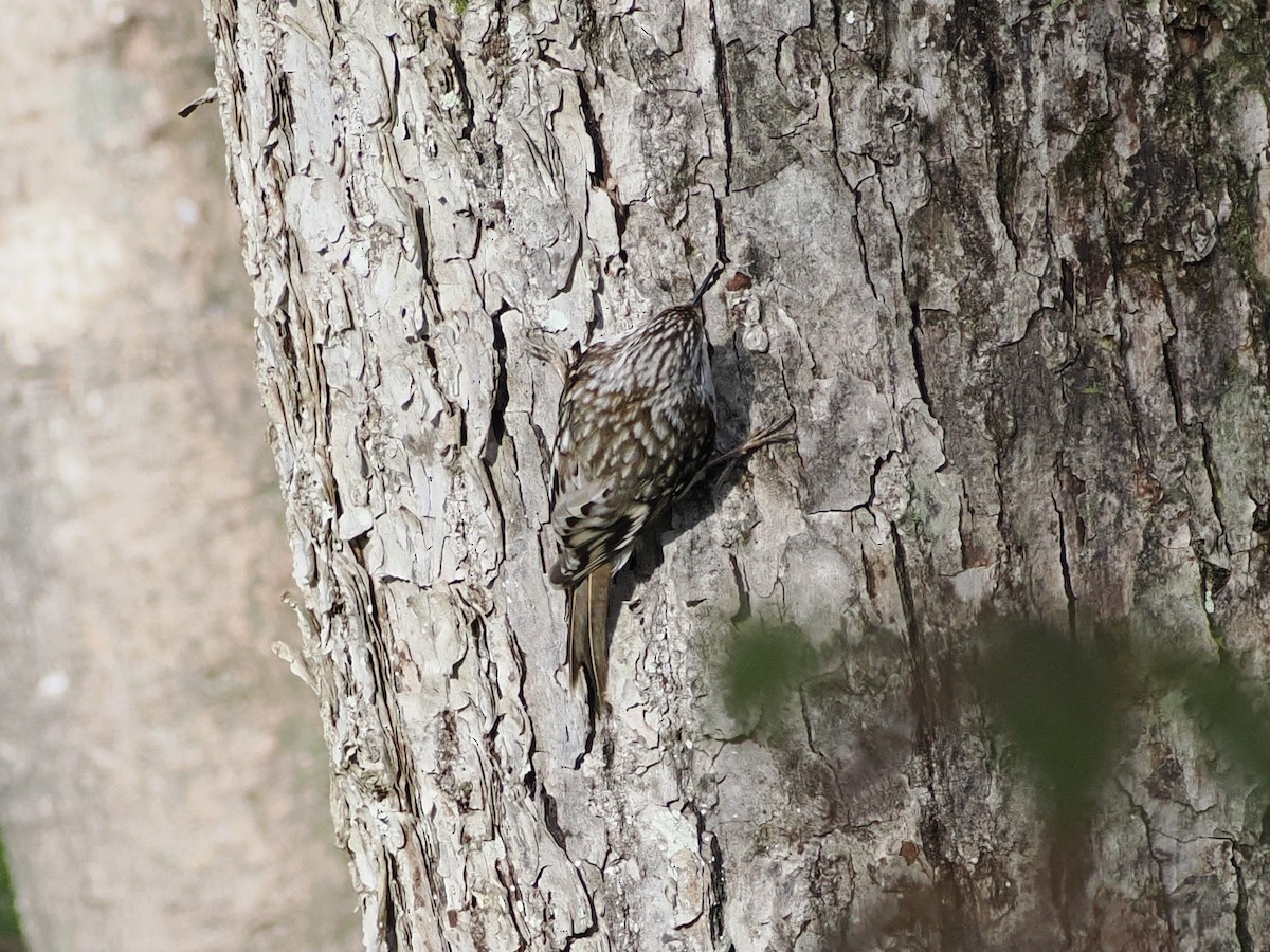 trekryper - ML644508422