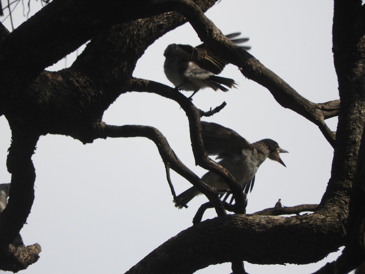 ハイイロモズガラス - ML644508423