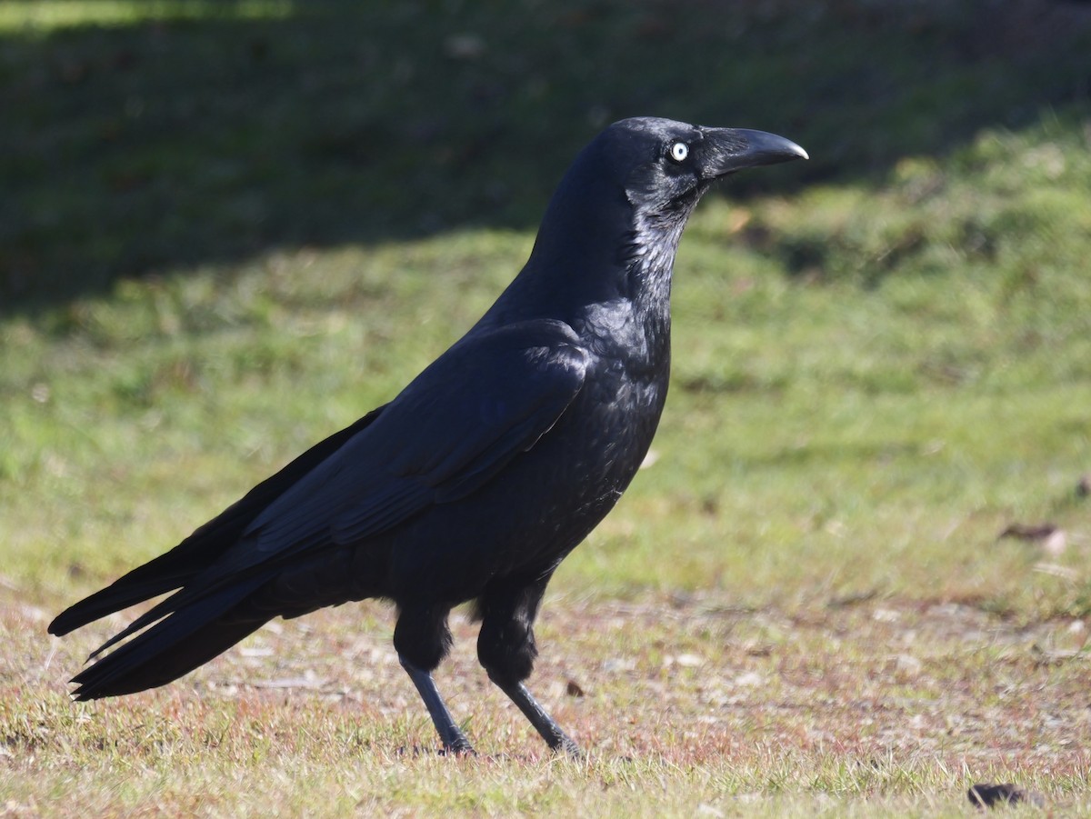 Forest Raven - ML644508427