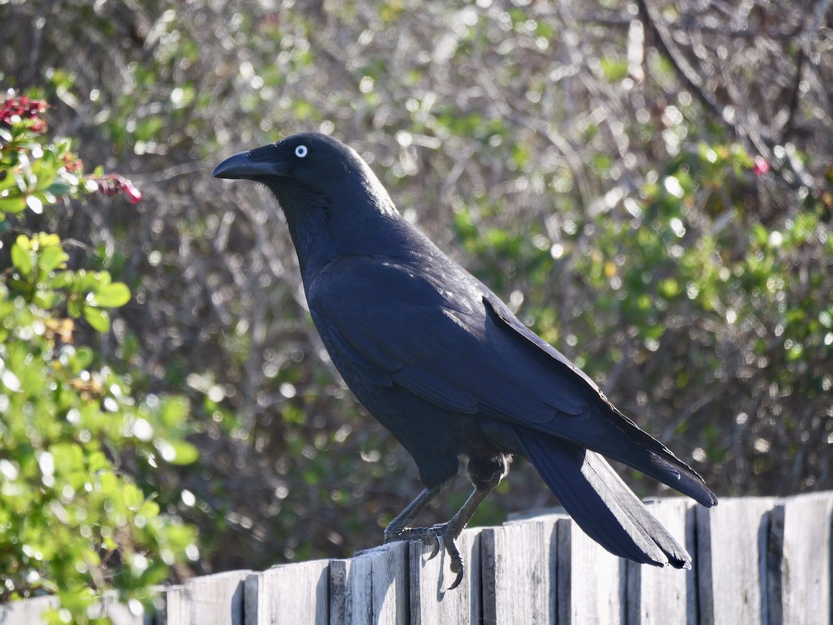 Forest Raven - ML644508428