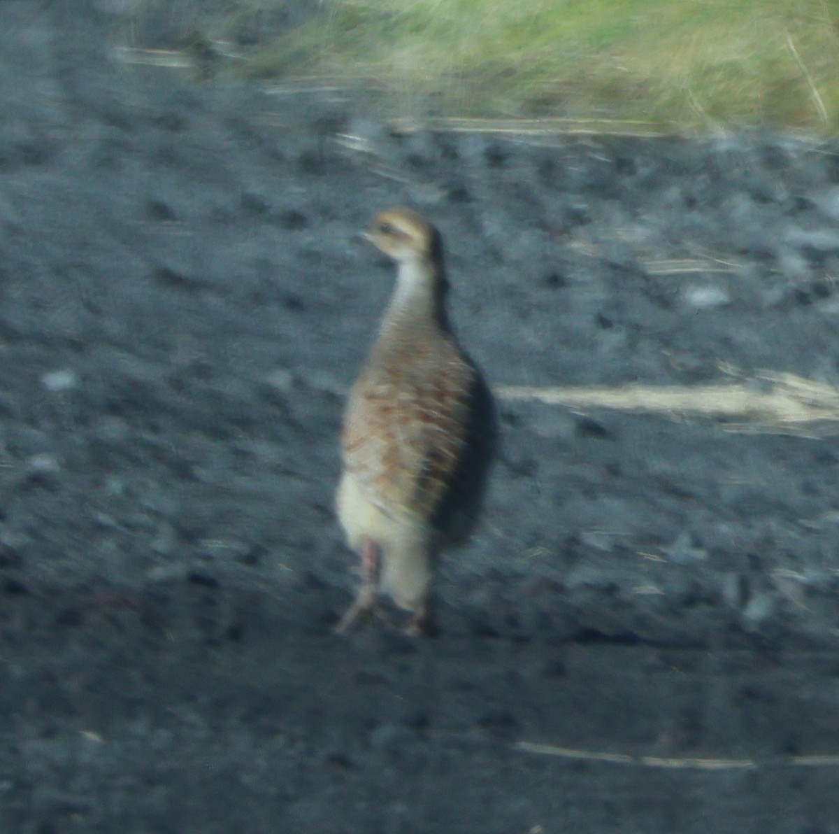 Gray Francolin - ML644508436