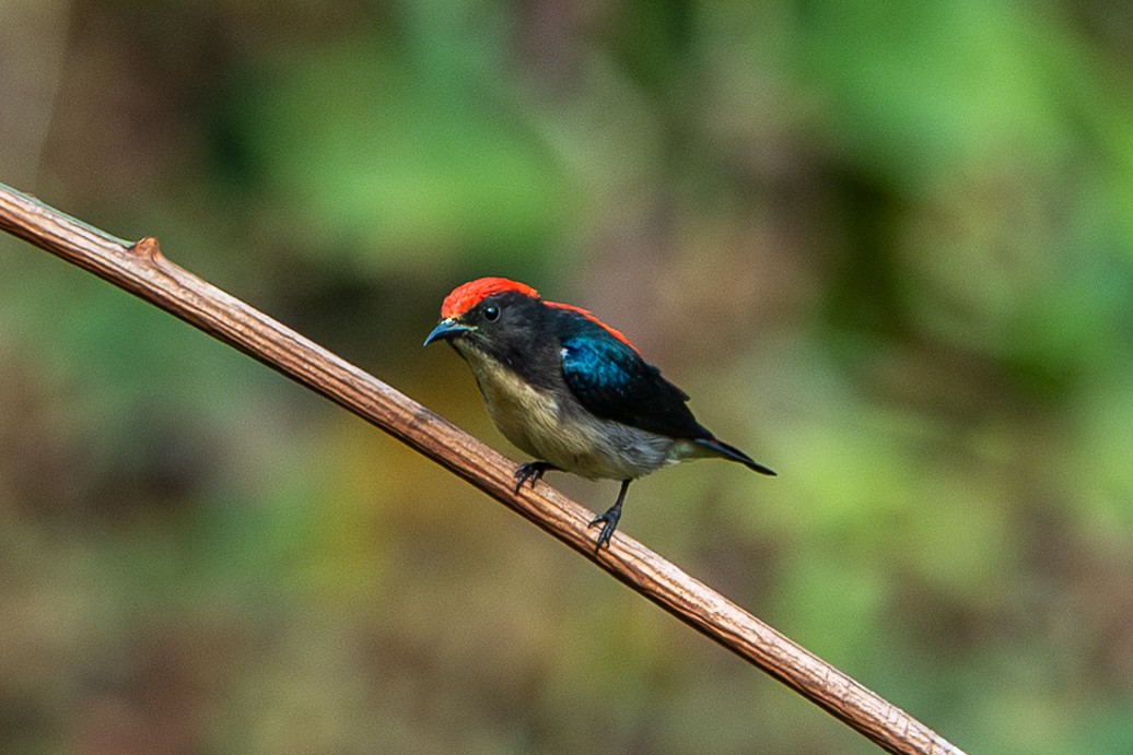 Scarlet-backed Flowerpecker - ML644508438