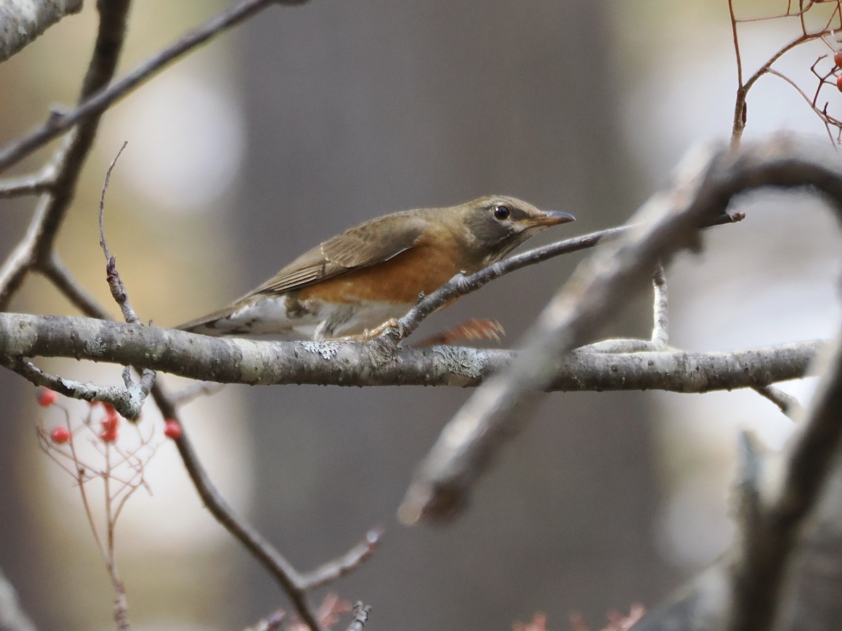 brunhodetrost - ML644508440