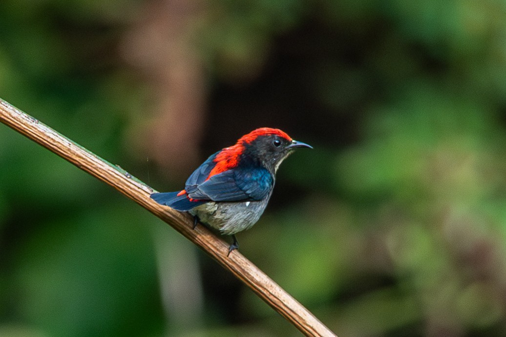 Scarlet-backed Flowerpecker - ML644508445