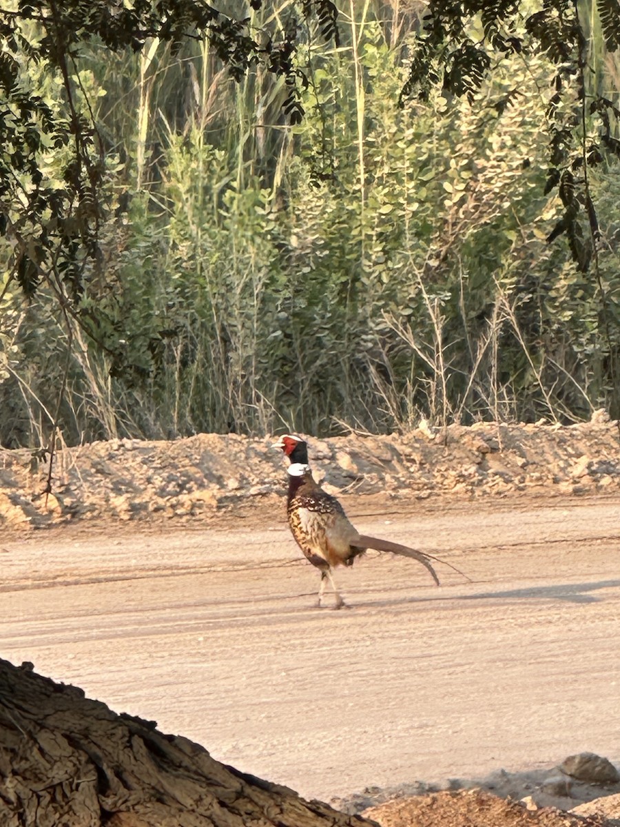 コウライキジ - ML644508461