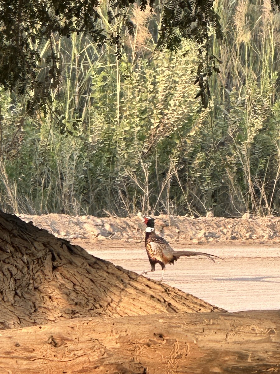 コウライキジ - ML644508462