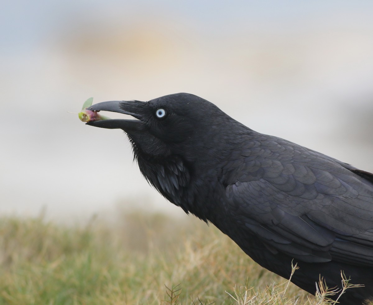 Австралийский ворон - ML644508463