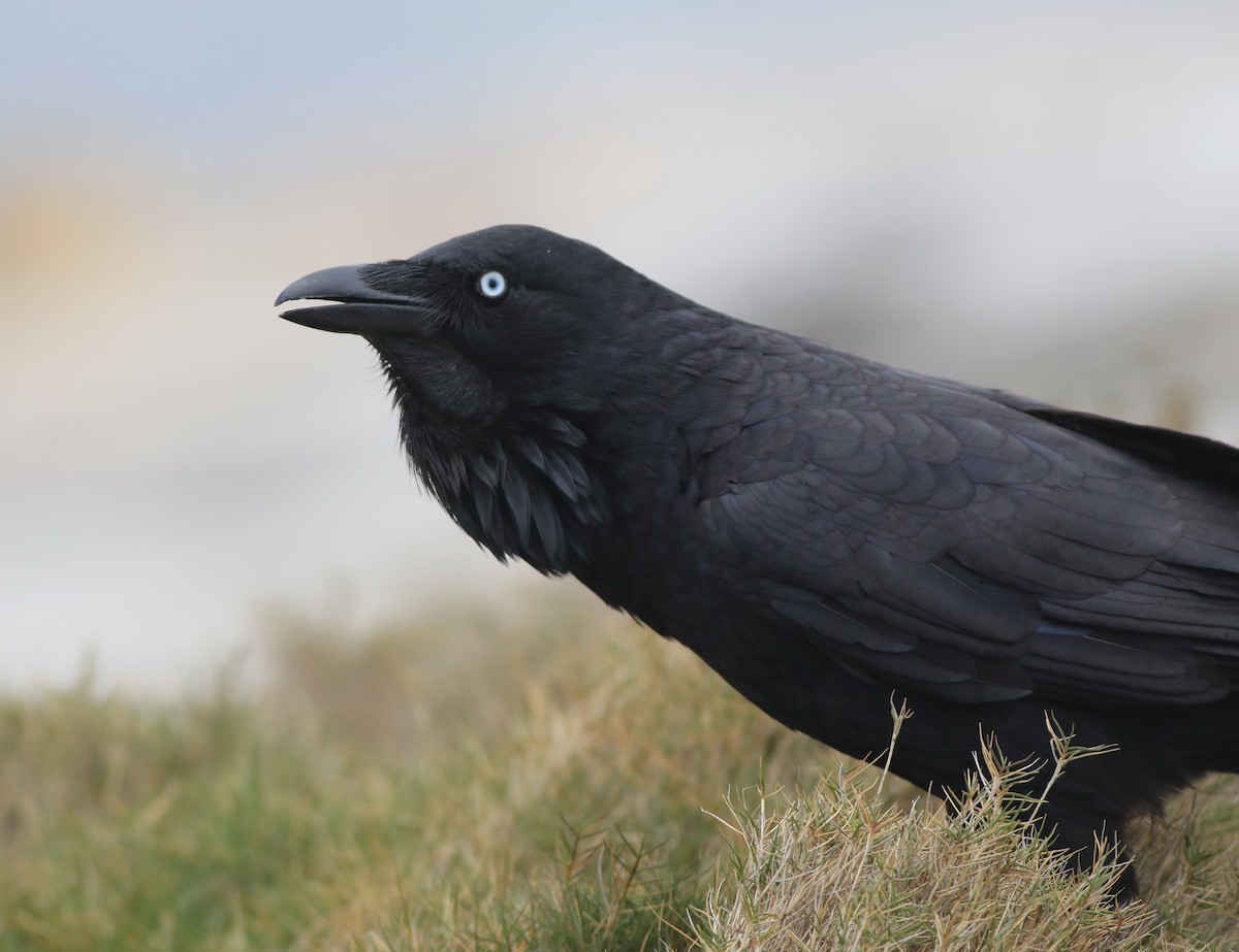 Австралийский ворон - ML644508464