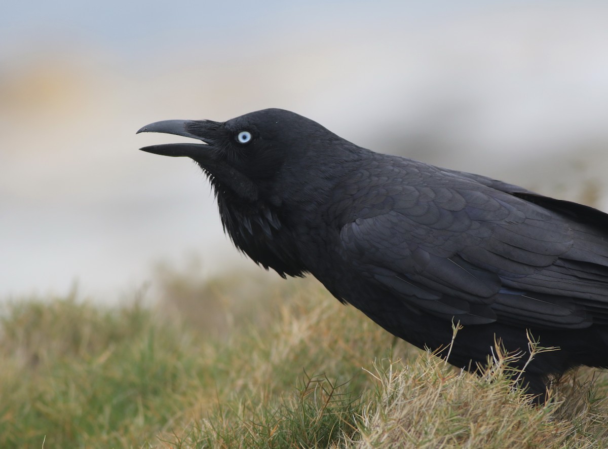 Австралийский ворон - ML644508465