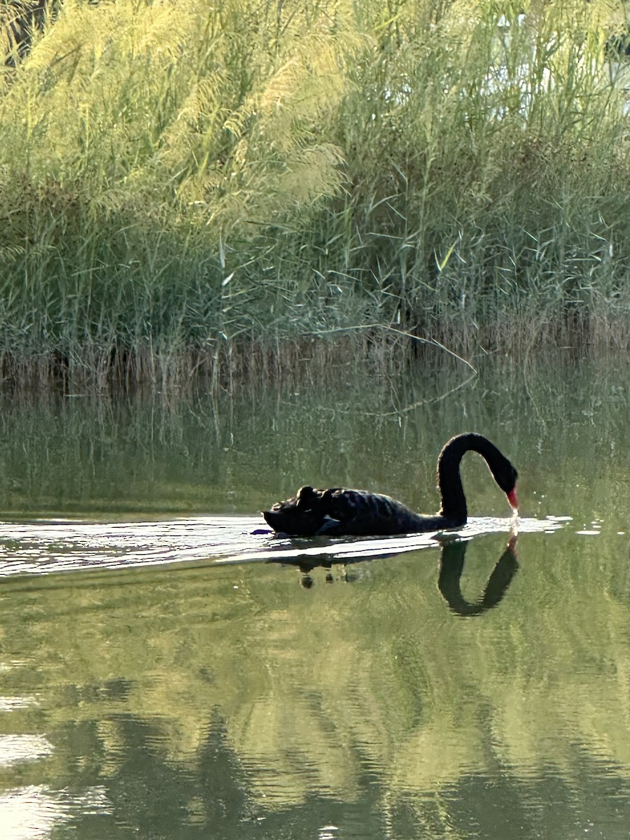 コクチョウ - ML644508467