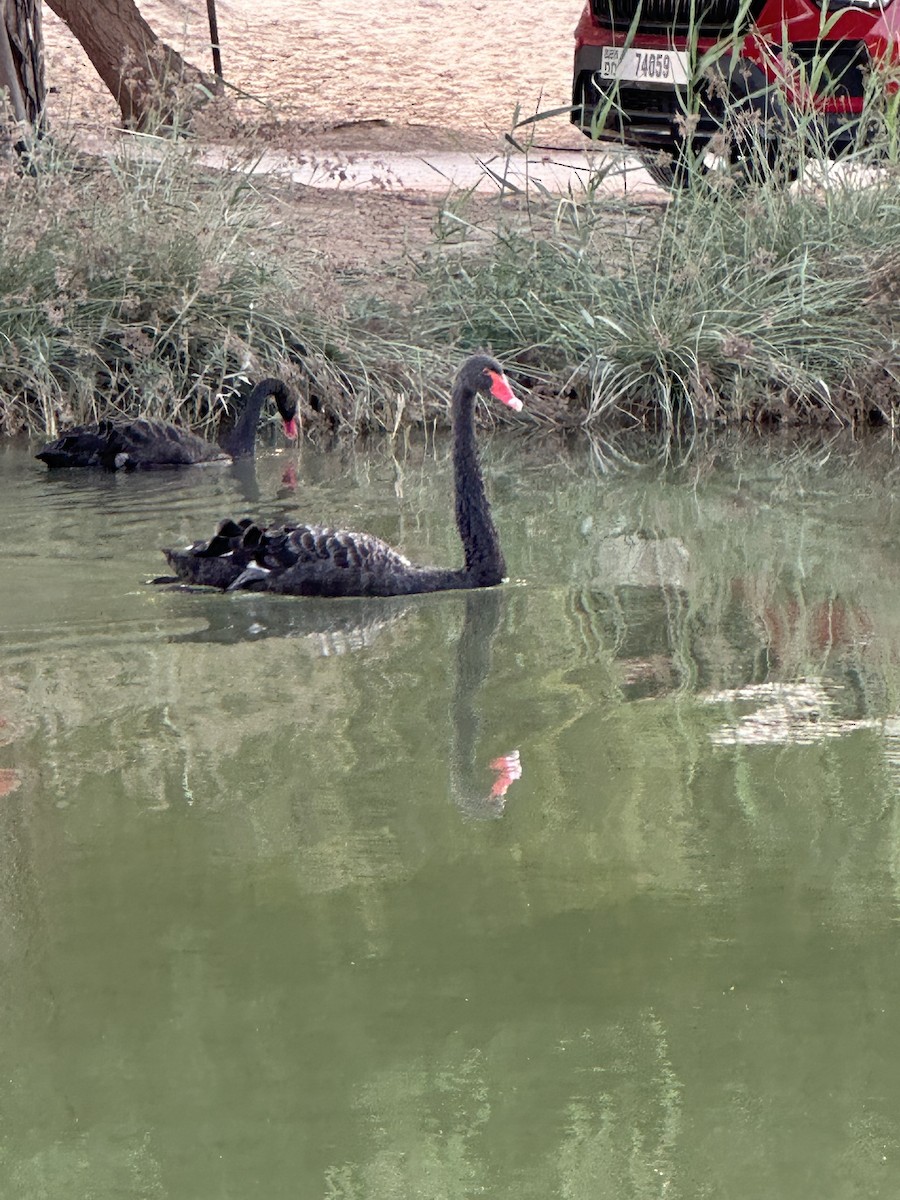 コクチョウ - ML644508469