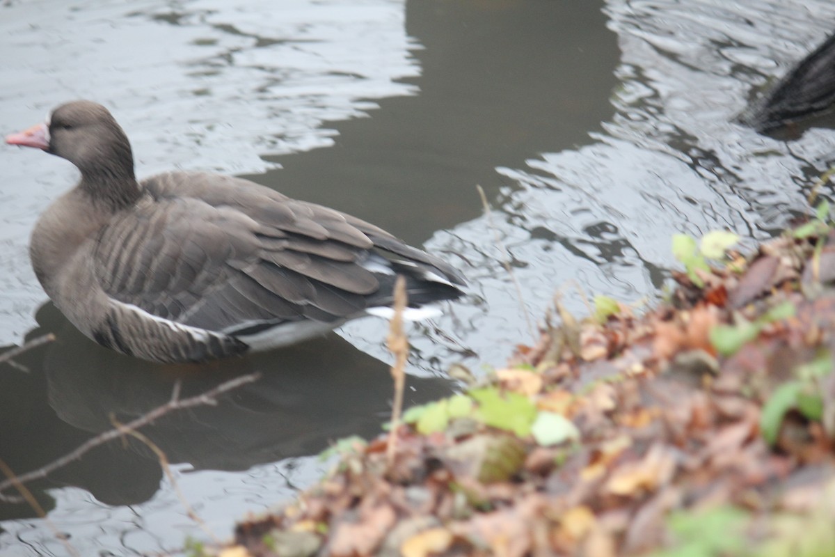 Greater White-fronted Goose - ML644508472