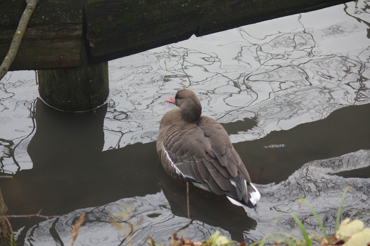 Greater White-fronted Goose - ML644508473