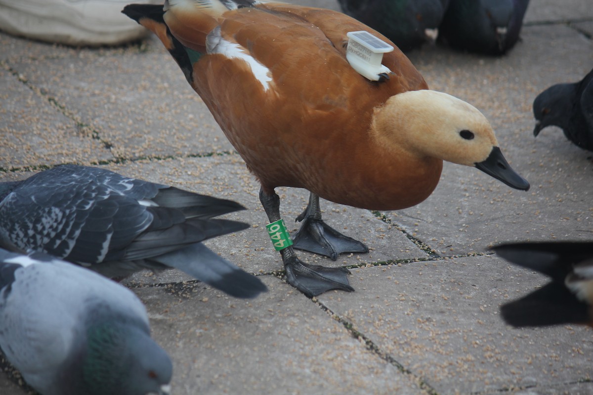 Ruddy Shelduck - ML644508475