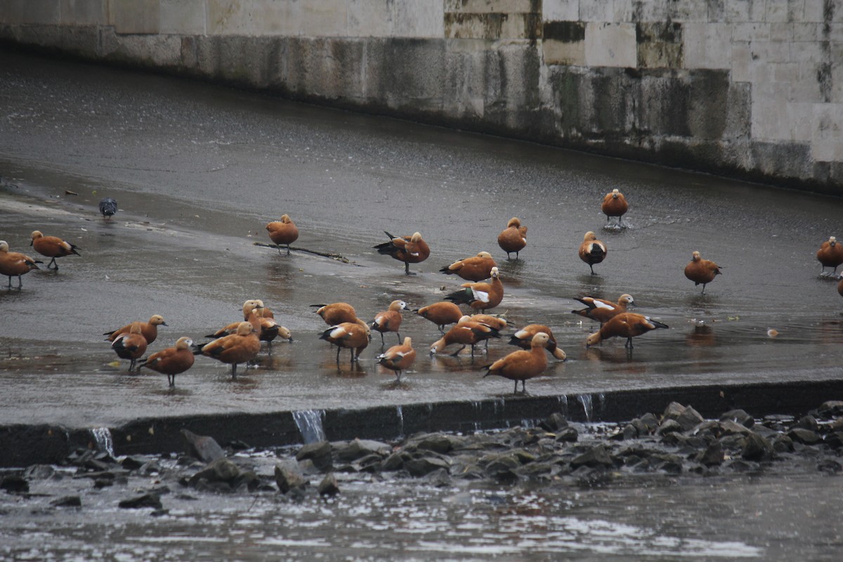 Ruddy Shelduck - ML644508476