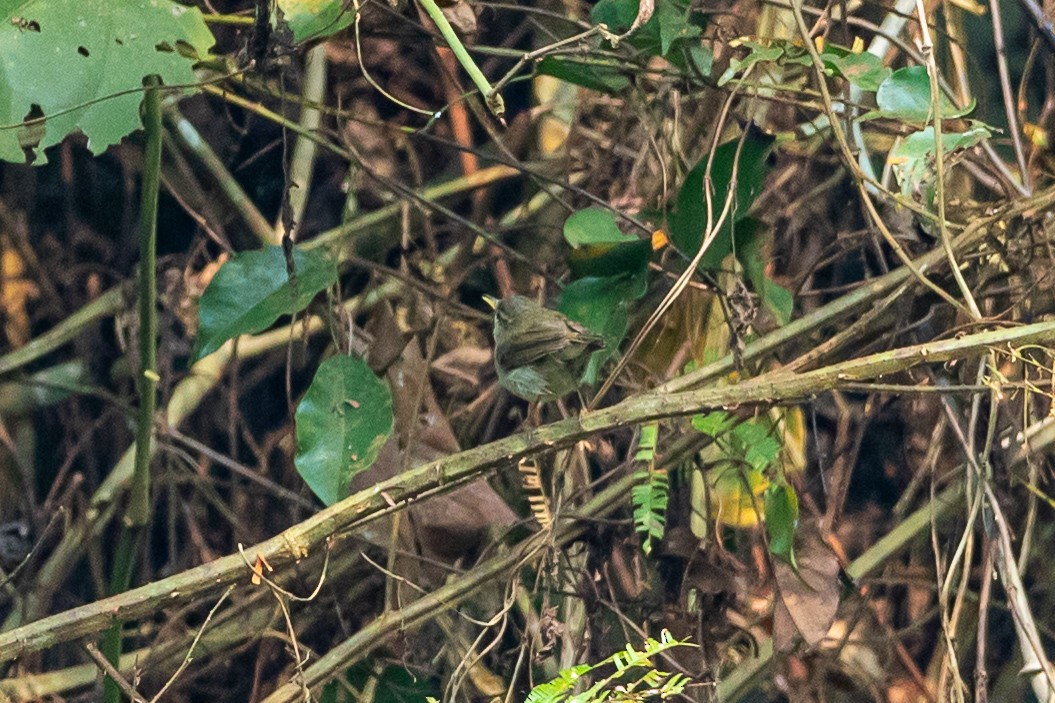 budníček zelený - ML644508480