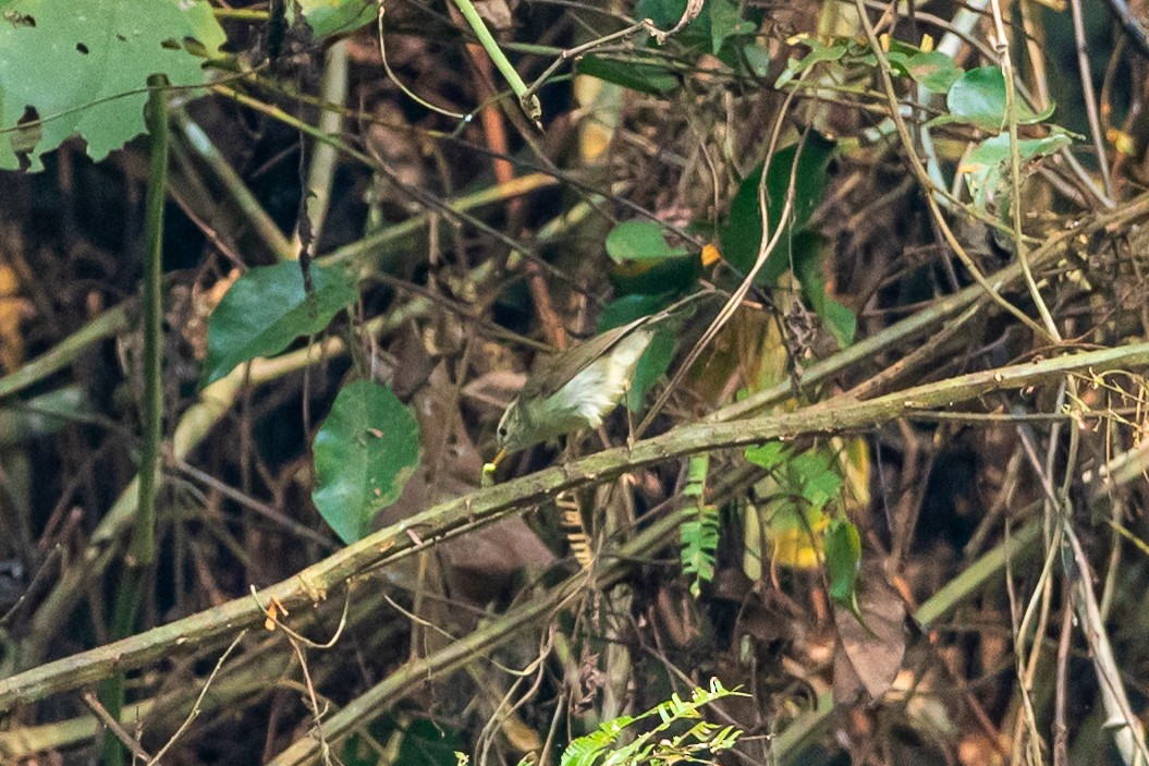 budníček zelený - ML644508481