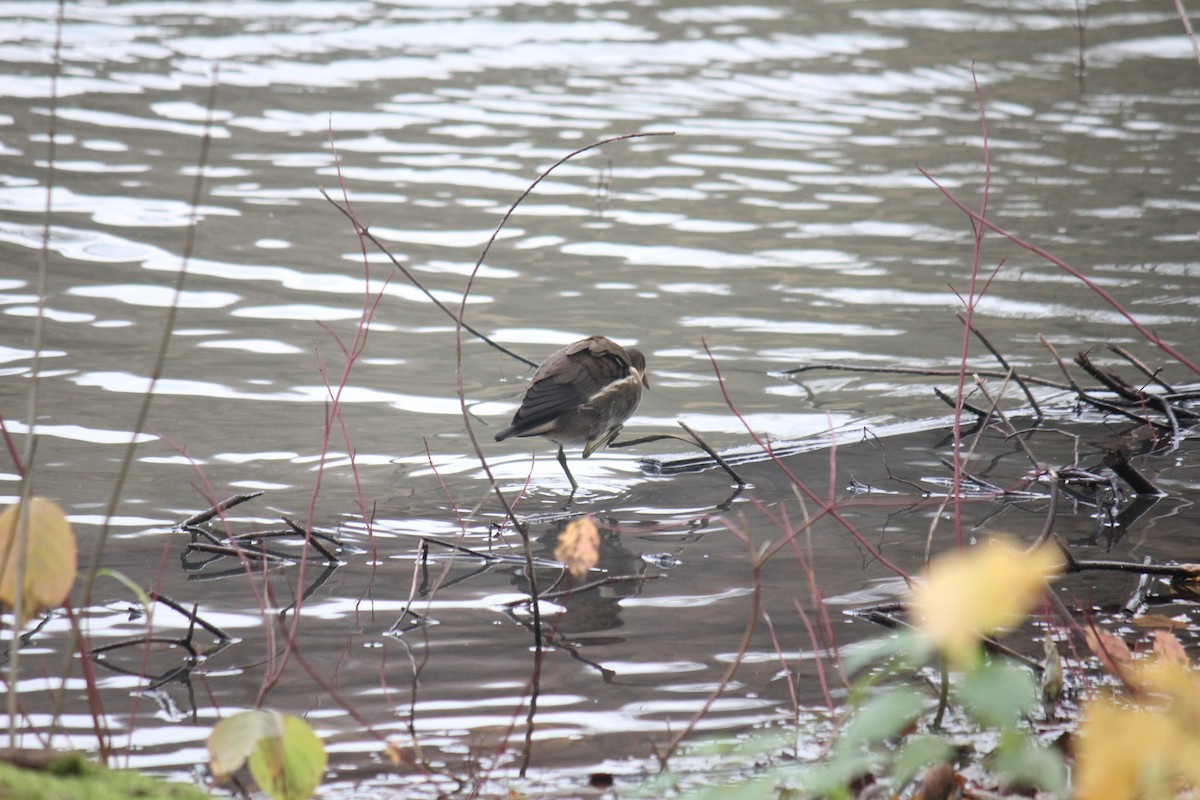 Eurasian Moorhen - ML644508482