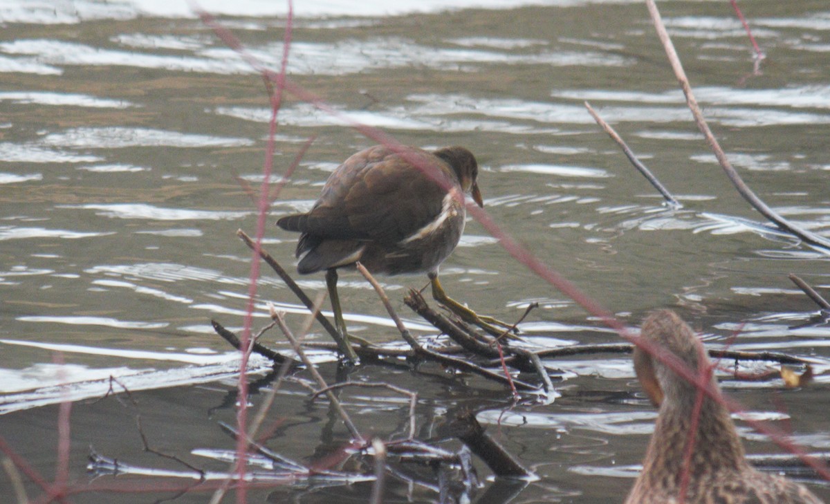 Eurasian Moorhen - ML644508484