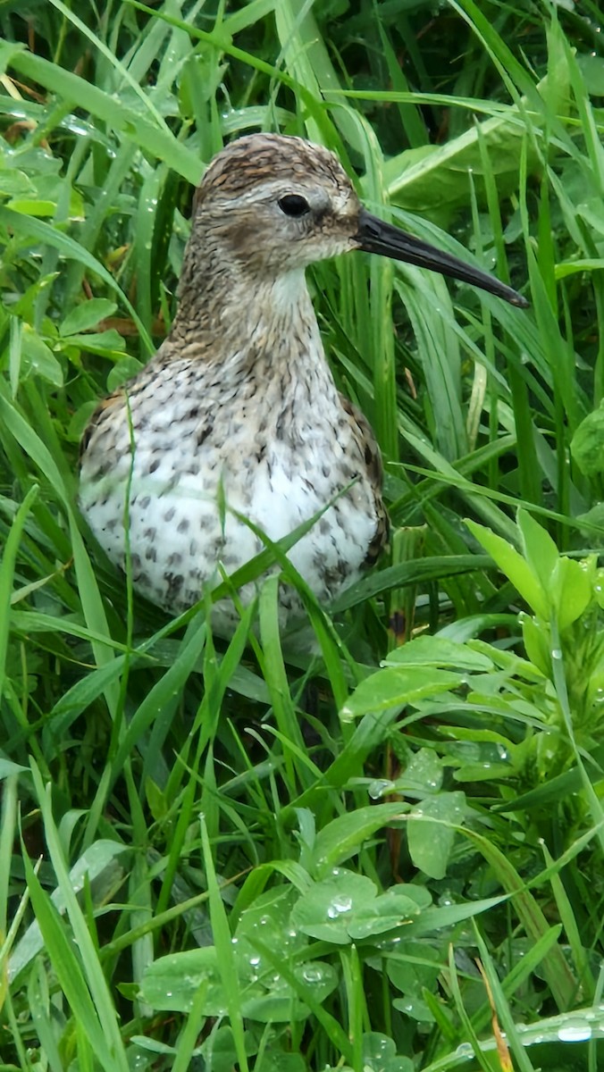 黑腹濱鷸 - ML644508486