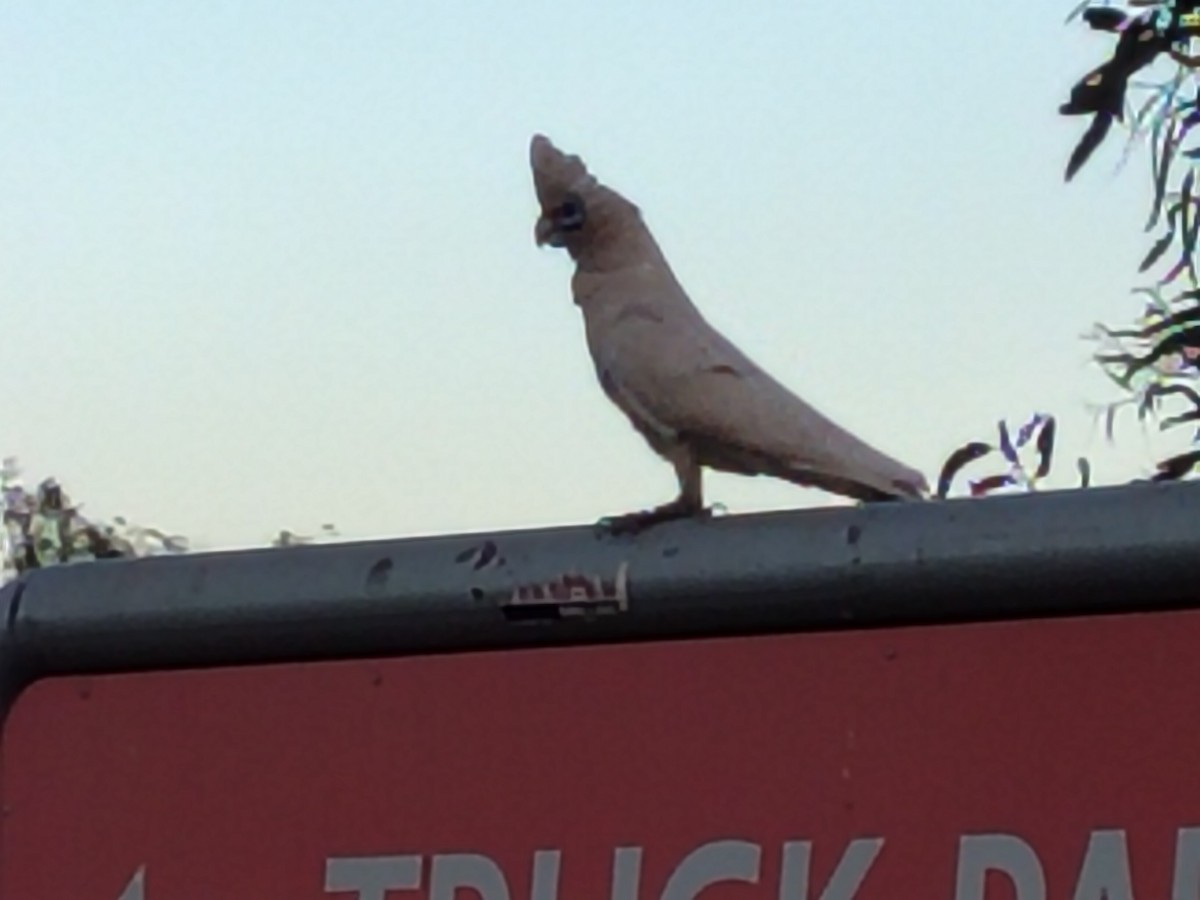 Little Corella - ML644508487