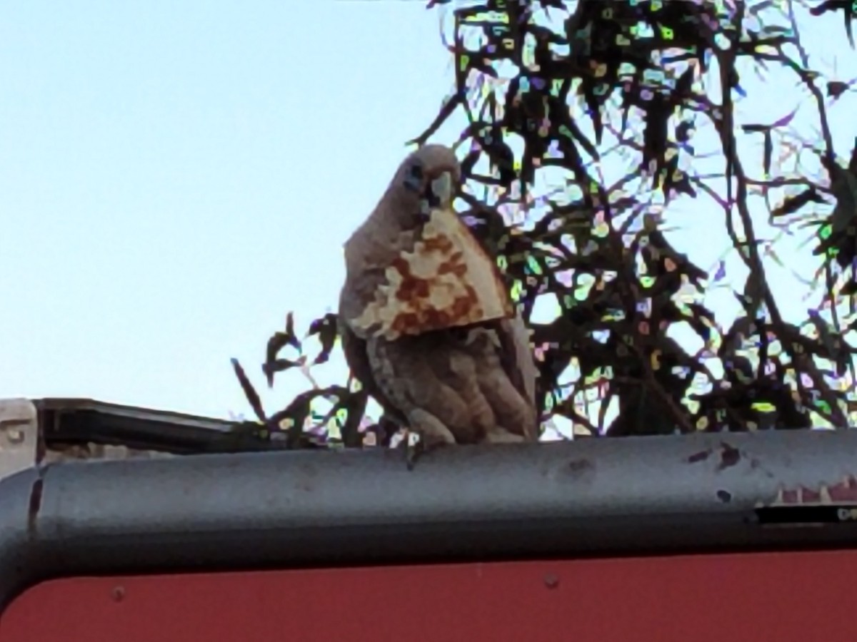 Little Corella - ML644508488