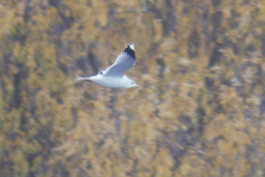 Ring-billed Gull - ML644508489