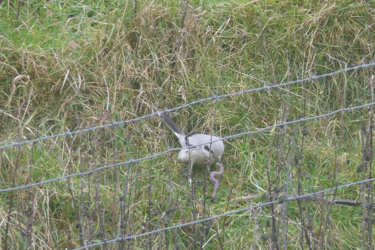 Серый сорокопут (pallidirostris) - ML644508490