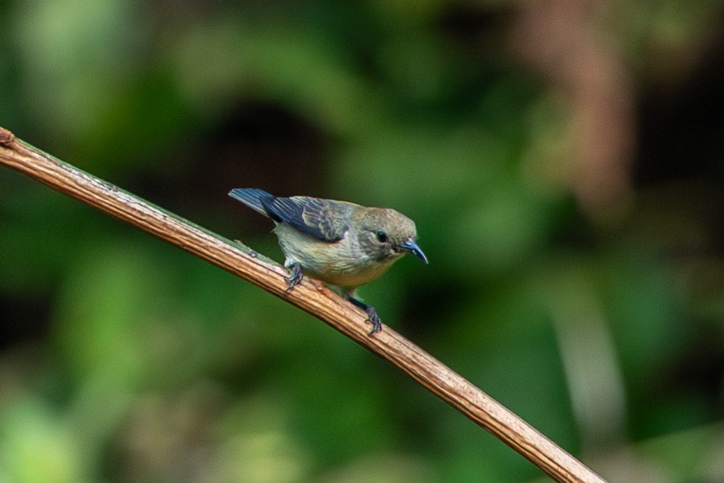Scarlet-backed Flowerpecker - ML644508491