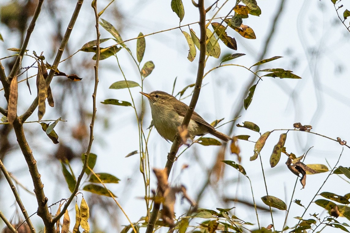 budníček zelený - ML644508495
